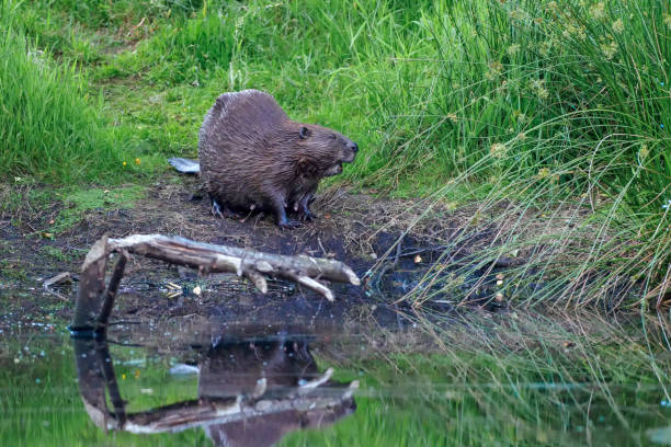 istock Eurasian Beaver (Castor fiber) by a pond in Scotland 2160272187