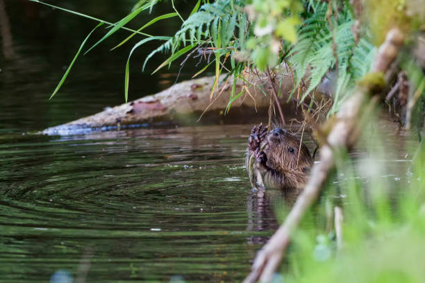 Holding the branch of a willow tree in his claws, a large beaver, after sunset, eats the leaves and bark near the shoreline of the Bear Creek which feeds into the South Platte River just outside Denver, Colorado.
