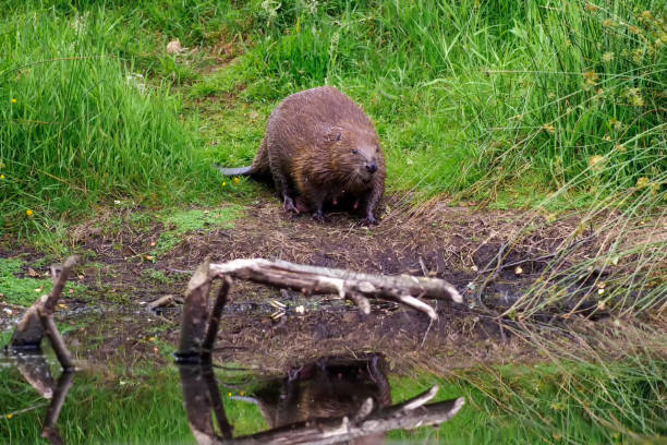 A Eurasian Beaver (Castor fiber) on the bank of a pond in Scotland
