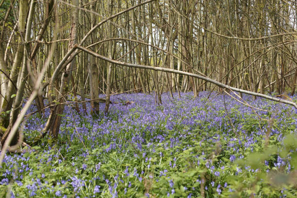 istock English Bluebells in Bore Place, Kent 2160272258