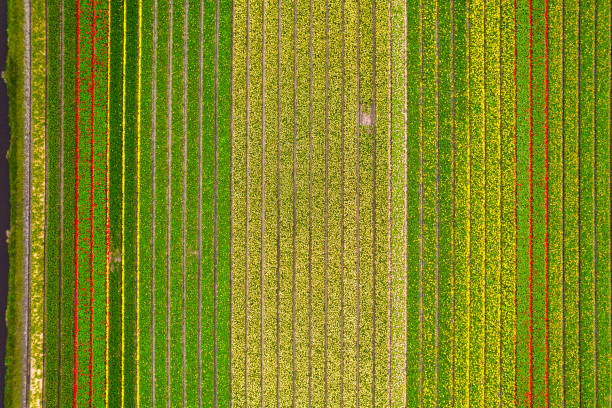 istock Colorful rows of tulips 2160273542