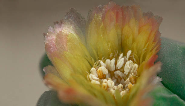 istock Argyroderma delaetii2 2160274795
