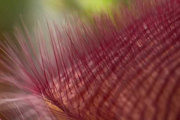 istock Stapelia grandiflora 2160275087