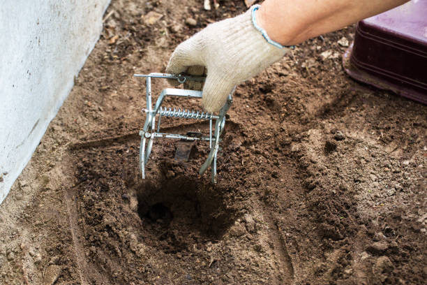 istock Checking and installing a mole trap in a mole hole in the garden. Harm and holes from moles in the country, close-up 2160276686