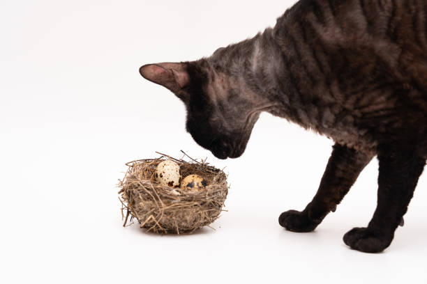 istock Short hair cat sniffing a nest with three eggs concept, danger, caution, vulnerability 2160277505