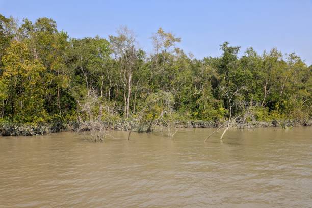 istock Sundarbans National Park. 2160279102