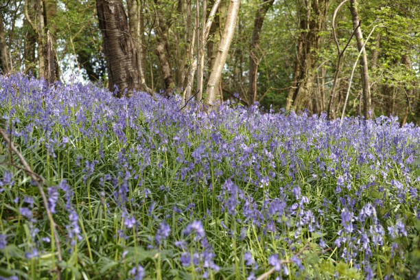 istock English Bluebells in Bough Beech, Kent 2160279484