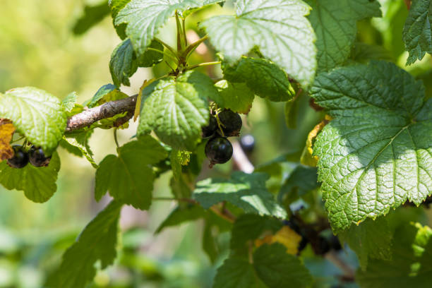 istock Blackcurrant fruit on a bush among green leaves 2160280705
