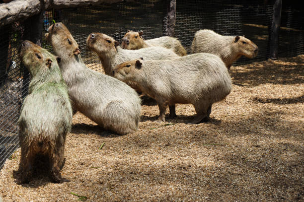Group of Capybara in the cage