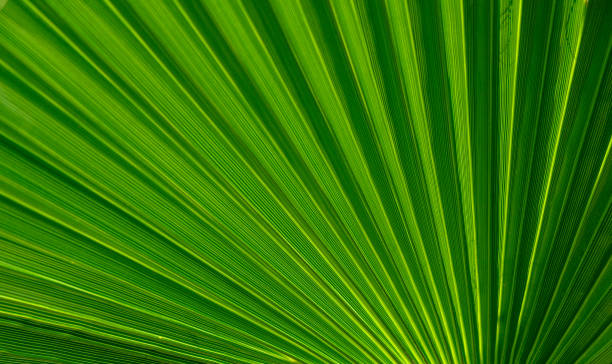 istock palm leaf as a background for photos 10 2160282983