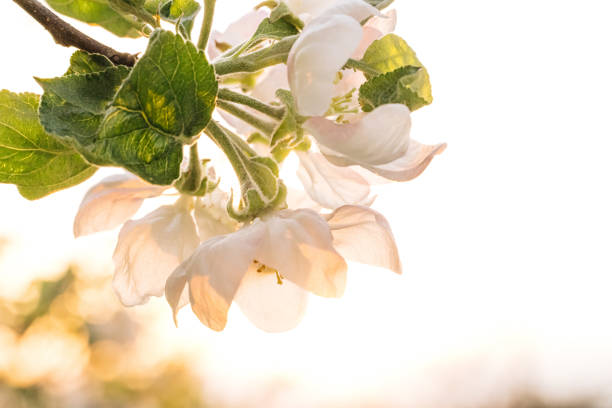 Apple flowers blossoming against bright sunny sky. Amazing sunbeams falling on charming white apple flowers. Beautiful apple tree flowers in spring.
