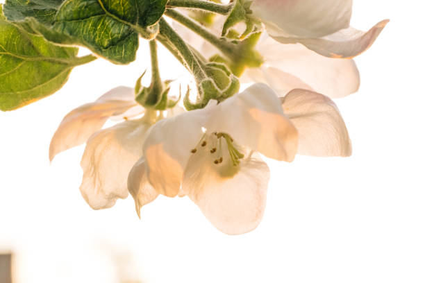 Apple tree flower close up. Blossom apple tree with branches with blue sky on background. Beautiful white flowers. White tree flowers blooming against bright golden sun in closeup.