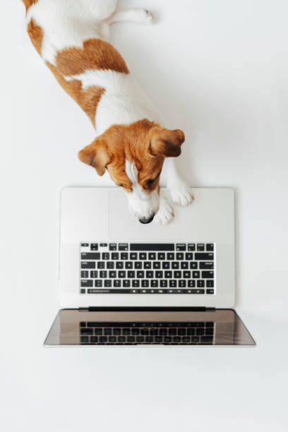Cute dog Jack Russell Terrier working on laptop isolated on white studio background. Copy space for design or ad