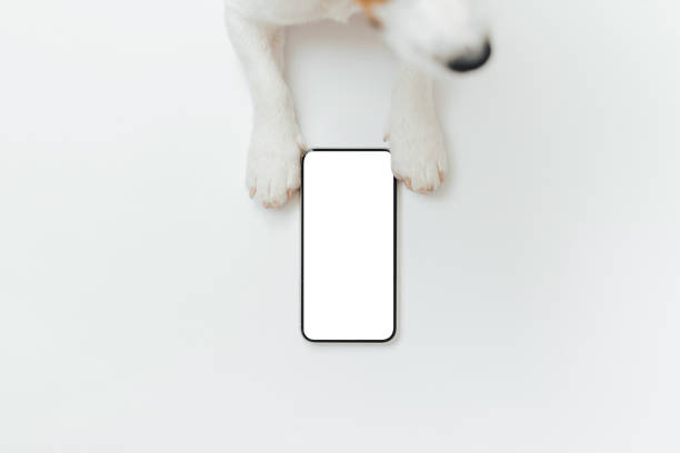 istock Cute dog Jack Russell Terrier holding a smartphone in his paws isolated on white studio background. Copy space 2160287014