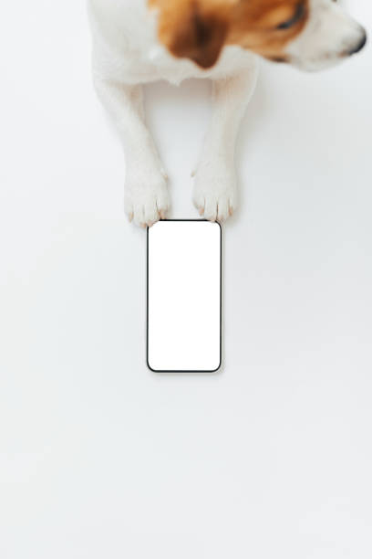 istock Cute dog Jack Russell Terrier holding a smartphone in his paws isolated on white studio background. Copy space 2160287050