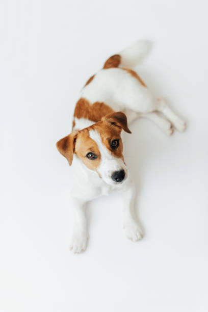 istock Cute dog Jack Russell Terrier looking at camera isolated on white studio background. Concept of pets love and animal life. Copy space 2160287066