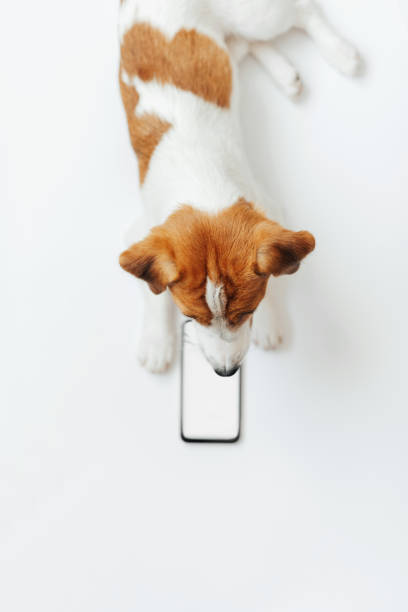 istock Cute dog Jack Russell Terrier looking at the smartphone isolated on white studio background. Concept of pets love and animal life. Copy space 2160287084