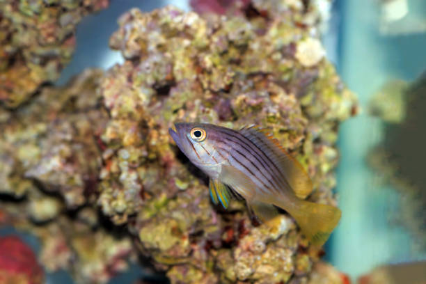 istock Golden blotch grouper fish - Epinephelus costae 2160287359
