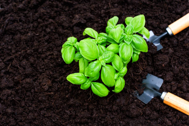 Basil, parsley and thyme in flower pots.