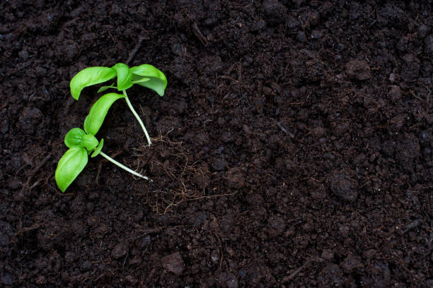 istock Two Young Shoots in Fertile Soil with Copy Space 2160289317