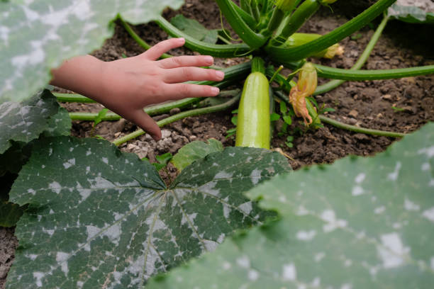 Green zucchini plant with flowers and young fruits in vegetable garden. Growing vegetables in the garden.