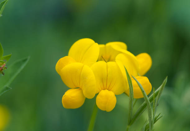 Close-up of horn clover, single blossom, deep yellow and green backround