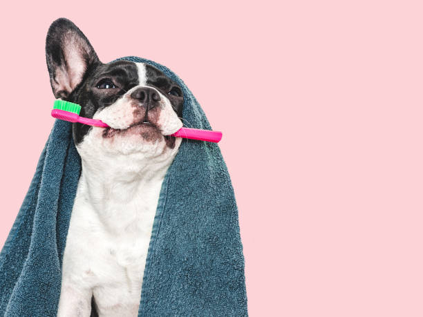 istock Cute puppy, towel and toothbrush. Studio shot 2160293623