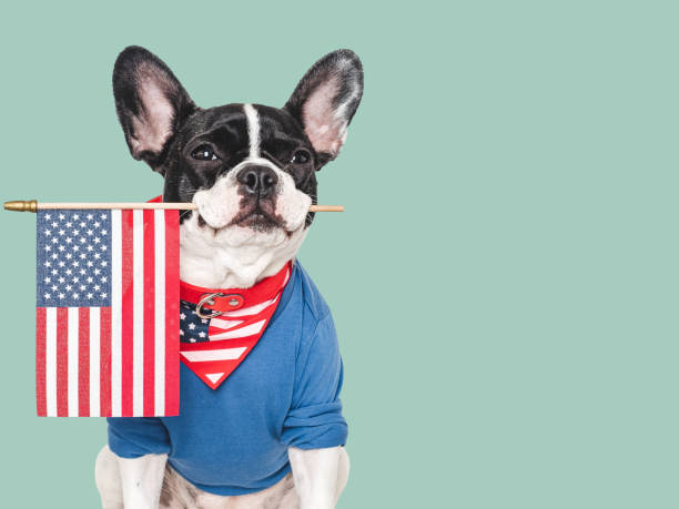 istock Cute puppy and American Flag. Studio shot 2160293695