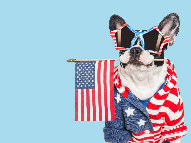 istock Cute puppy and American Flag. Studio shot 2160293726