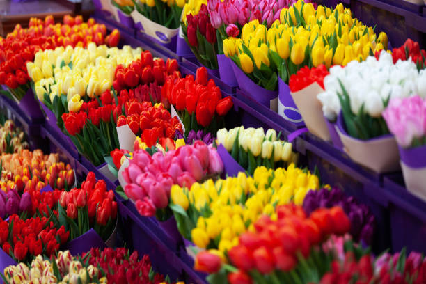 istock Many bouquets of colorful tulips 2160294121