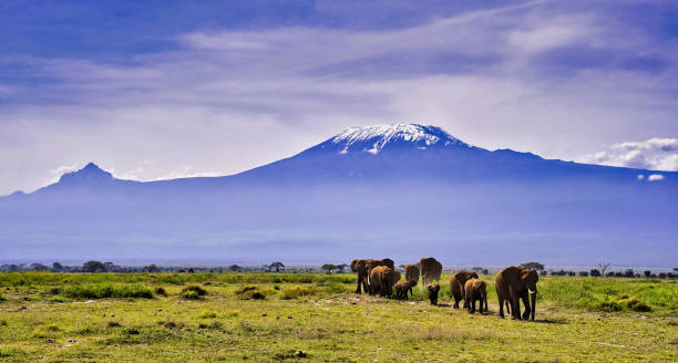 istock Elephants and Kilimanjaro 2160294239
