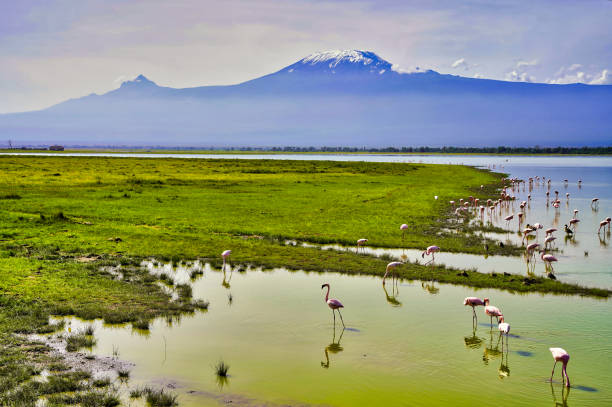 istock Flamingos at Amboseli with Kilimanjaro 2160294241