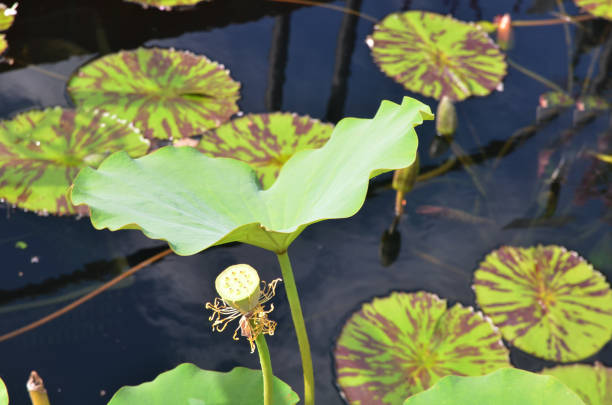 istock A green lotus plant 2160294345