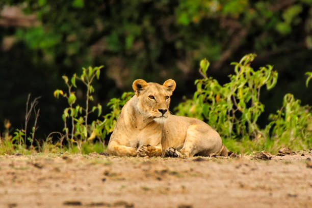 istock Lioness at Amboseli 2160294605