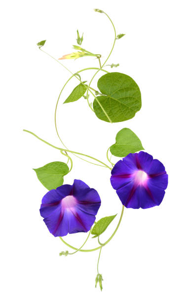 istock Ipomoea (morning glory) with vines and leaves 2160296724