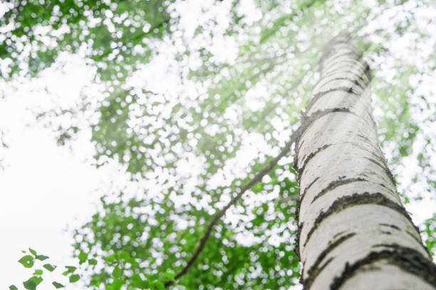 Birch tree bark with bright leaves and sun rays penetrating soft, blurred background of lush forest. Close up photo of springtimes birch with sun rays. Abstract natural backgrounds. Place for text.