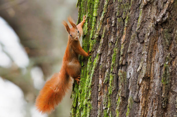 istock squirrel running along an oak tree in the forest 2160298122