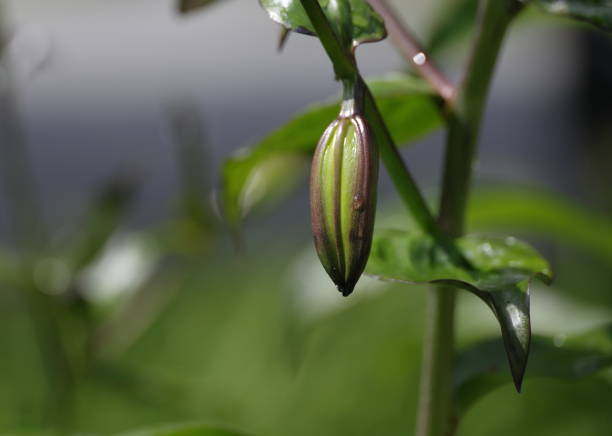 A bud develops on a tall lily tree in summer in Metro Vancouver.\nPlant Hardiness Zone 8A.