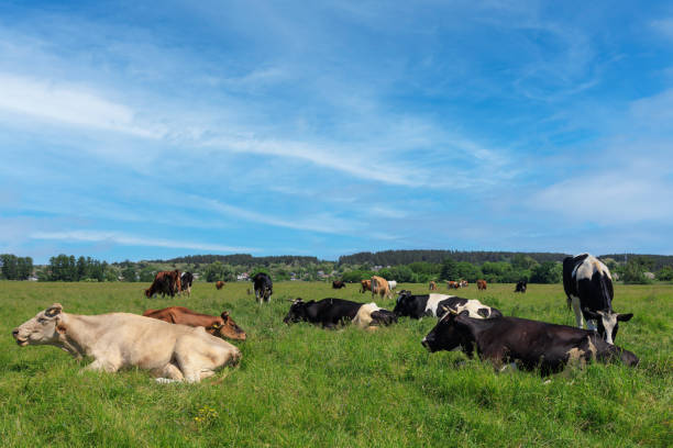 istock Herd of cows resting and grazing in a pastur 2160299753