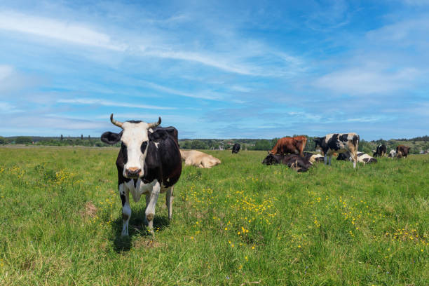 istock Herd of cows in green pasture under blue sky 2160299771