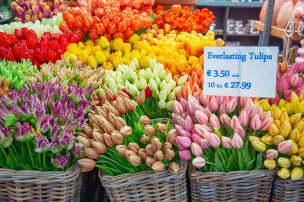 istock Everlasting Tulips in Amsterdam 2160301076