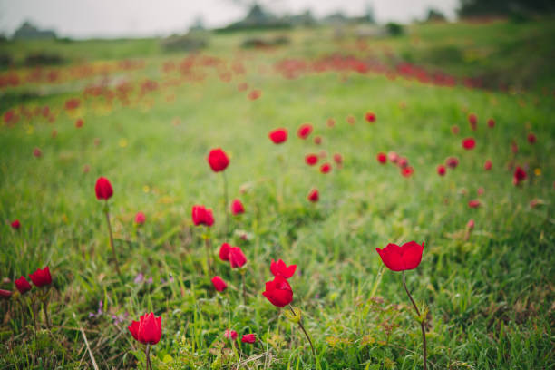 A picturesque scene featuring red poppies amidst the ancient ruins of Hierapolis, located in Pamukkale, Turkey