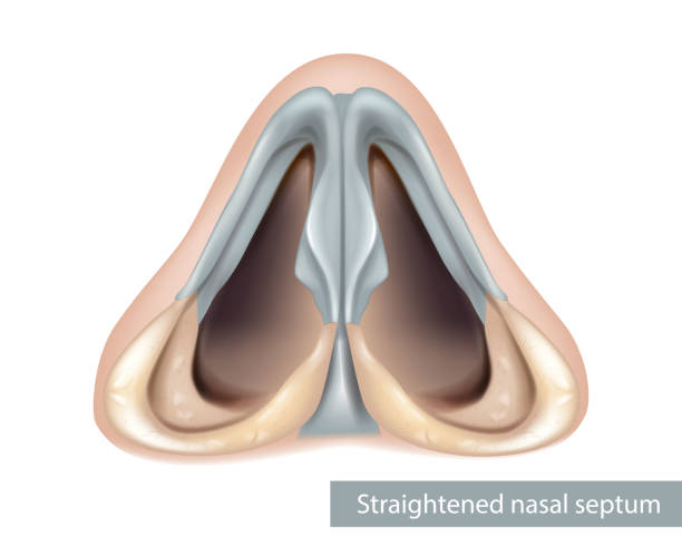 Nose, nasal cavity. Nasal septum anatomy. Inferior view Nasal septum anatomy. Nose, nasal cavity Inferior view septum stock illustrations