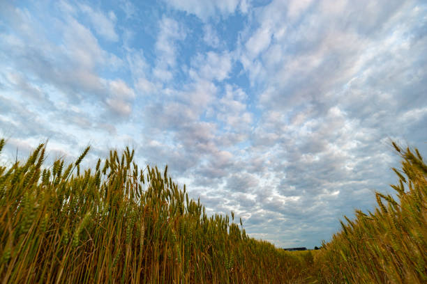 Low angle view of altocumulus sheep clouds above a wheat field in early summer.