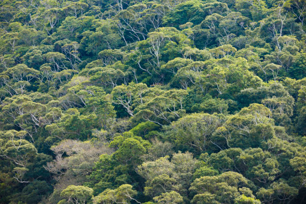 awesome yanbaru national park, kunigami district, northern okinawa, japan.