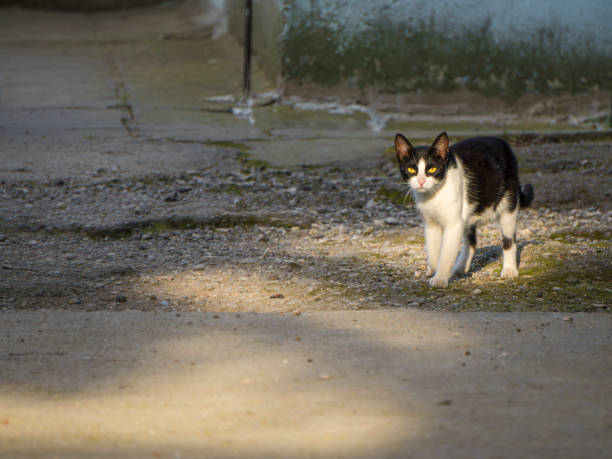 istock Black and white cat walking on a rough urban pavement in sunlight 2160304462