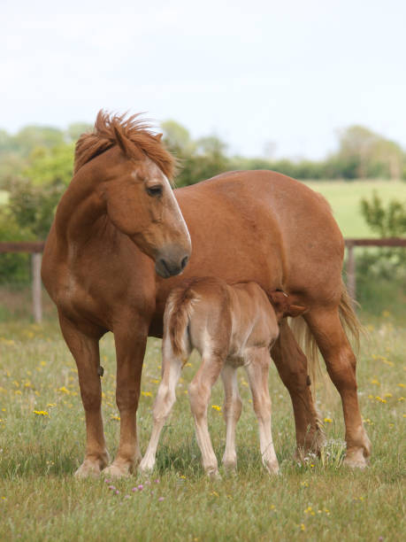 istock Suffolk Mare and Foal 2160304771