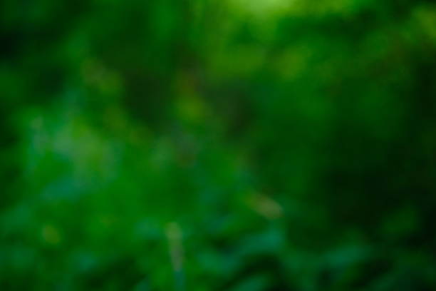 defocused overlay beautiful background forest in rich green color. summer in the forest, nature, copy space
