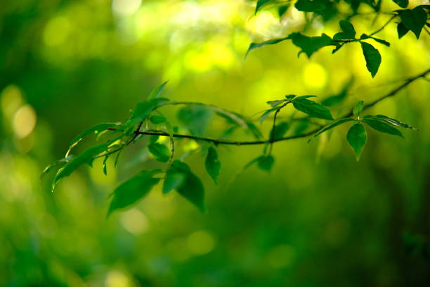istock Cinematic. Nature blur background. overlay smooth light 2160305089