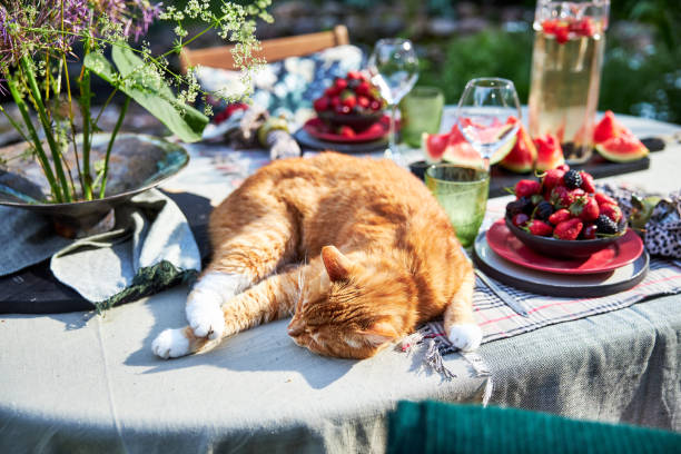 Red cat sleeping on a festive table setting in a green palette with flowers, berries and watermelon outside in the garden